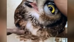 The expression with lovely and changeful owl lets 
