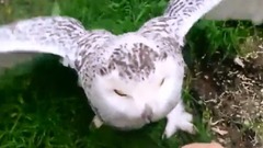 Owl sees host, come over to act like a spoiled chi