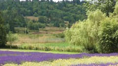 The short of lavender _ music of peninsula of abst