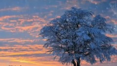 Listen, xue Zhige -- flying snow of my day love a winter! _ music short, scenery