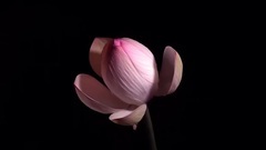 Short of Lotus Flower_ music