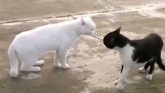 When feline Mi fights, meet... _ bud is bestowed f