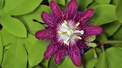 Short of music of Red Passionflower Time Lapse_ , 