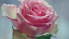 The galaxy of _ of rose piano music in rain, scenery, musical short, light music, happy use a town
