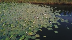 Go up in beautiful blue Danube - galaxy of wet egret garden _