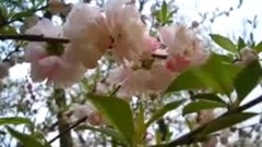 Only peach blossom of beautiful tone picture opens