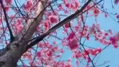Love is in spring flower is brilliant li of _ cornfield watcher, musical short