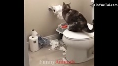 Bud of Funny Cat Videos Compilation 2018_ is bestowed favor on