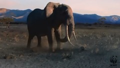 An elephant eye slaughters mediumly former voice o