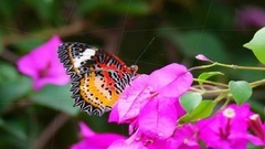 Butterflies&Short of Flowers _ music, light music