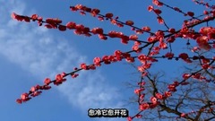 Changsha scene MV " long island colourful plum "