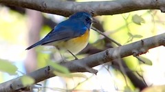 Bud of Male Red A Blue Tail Robins Singing_ is bestowed favor on