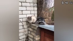 Bud of A Raccoon Just Want To Make Friends With The Cat_ is bestowed favor on