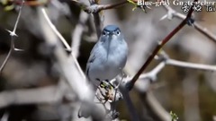 Bud of Lovely Small Birds Blue Ash Gnats Warbler_ is bestowed favor on