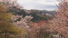 Galaxy of music of _ of oriental cherry rain, scenery, musical short, light music, happy use a town