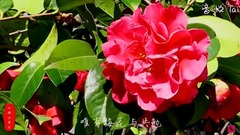 The camellia of Dali spends _ music short
