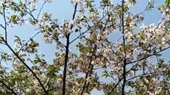 Short of music of oriental cherry _