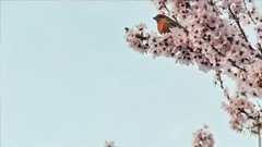 _ - Beautiful Moments Of Spring _ Music -Giovanni Marradi - __Giovanni Marradi