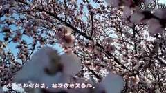 [peach blossom laughs at spring breeze as before] Dong Zhen of fabulous work _ , scenery, musical sh