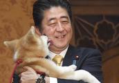Japanese premier installs times Jin Sanfu Fu and autumn cropland dog to interact, how times jubilate