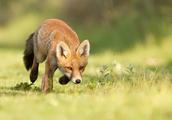 Coquettish red fox: Be worthy of be being called v