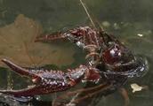 German crayfish is flush, your government headache