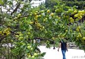 Pear is big this year bumper harvest, overrun, every jins 2 yuan, the villager got rich