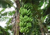 10 kilograms of banana can be changed only 