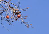 Peace and tranquility fills persimmon