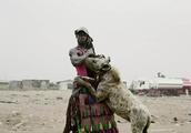 Africa raises dog tribe: One character disagreement puts a dog, fight all along need not hand