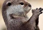 Otter, by the fisherman kind call " piscine cat c