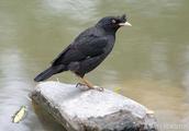 Myna sort and breed a method