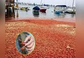 Crayfish runs rampant badly, german express not to eat! Netizen: Appeal to China