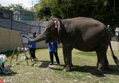 Endowment of Japanese elephant brushwork is breath