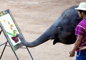 Elephant possesses painterly talent skill talent is very high also