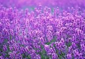 Beautiful lavender