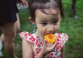 Huang Lei takes little sister person pick apricot, the netizen says: Little sister person eating for