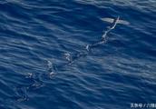 Swim altar flying fish is glaring Olympic Games, nature flying fish hovers sea day