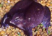 Violet frog: Lived 130 million years dinosaurian times survives up to now magical animal