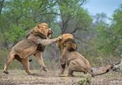 Combat of two male lion: One hill cannot allow 2 t
