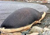 60 tons of blue whale die aground