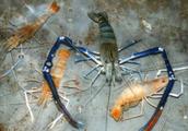 Thailand shrimp, one of fresh water shrimp with th