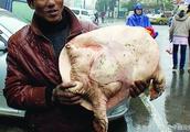 10 jins weigh hundred years old turtle to sell a price of 10 thousand yuan of days, old father kills