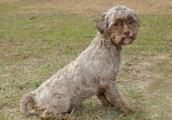 One Xi Shi dog of Japanese resembles the mankind because of appearance, up to now unmanned adopt
