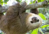 Animal atlas: Lovely sloth