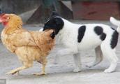 The light of day, little fair dog pulls a hen to t