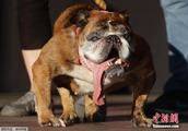The world is the ugliest dog dog new champion " g