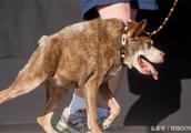 The world is the ugliest in last few years champion of dog dog contest, chinese aigret dog is popula