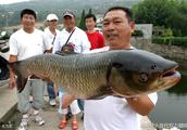 Aquiculture, the progenitive method of grass carp and raise feed management