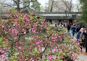 The Chinese flowering crabapple spends clumsy poli